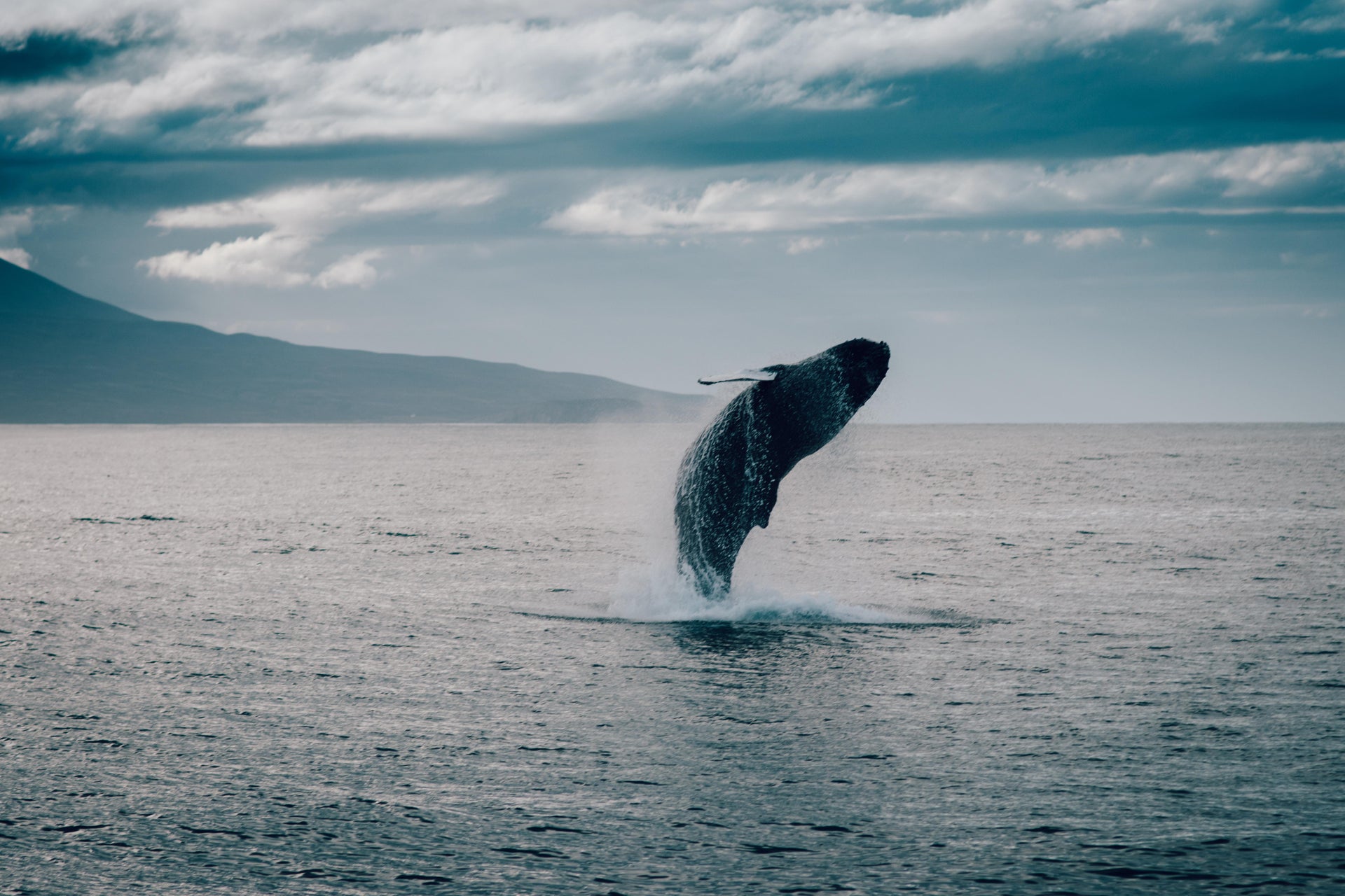 Avistamento de baleias em Hauganes