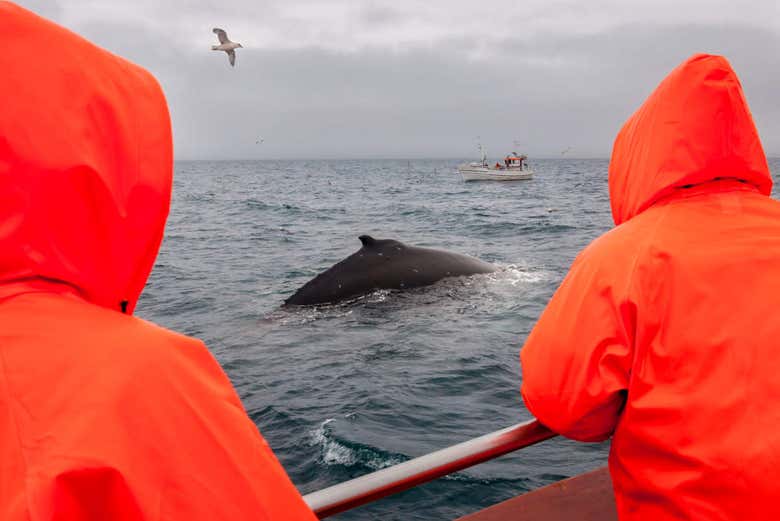 Whale watching in Hauganes