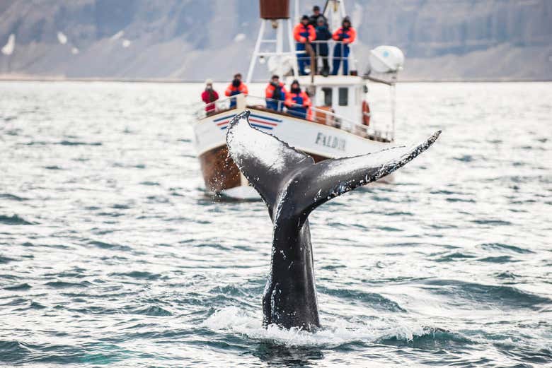 Spotting whales in Hauganes