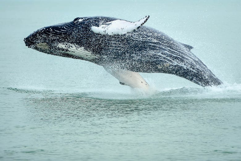 Baleines à Hauganes