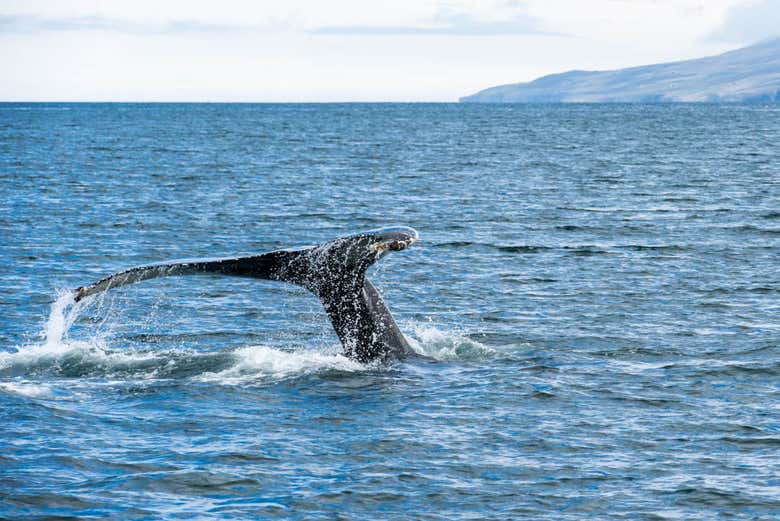 Whales off the coast of Iceland