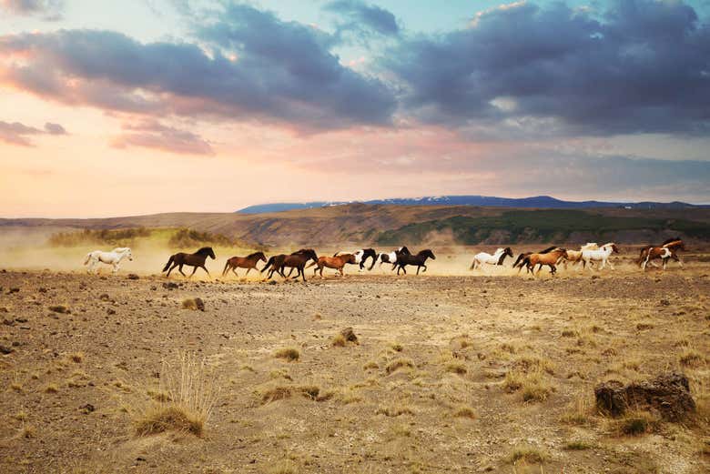 Wild horses in Iceland