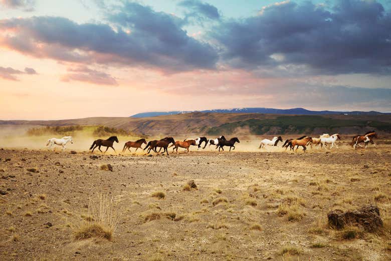 Caballos corriendo en libertad