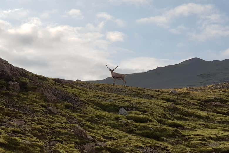 ¡Atentos a la fauna de la zona! 
