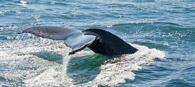 Observation de baleines à Hólmavík
