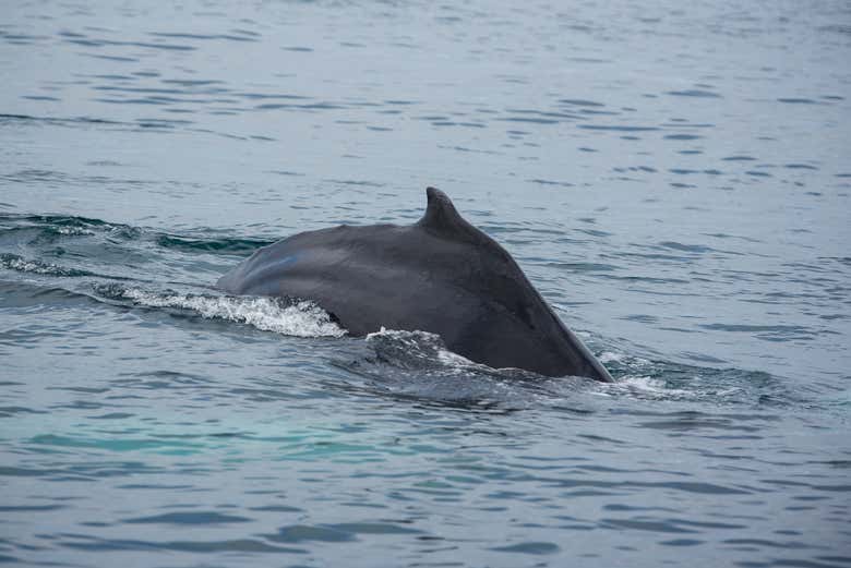 Une baleine à bosse