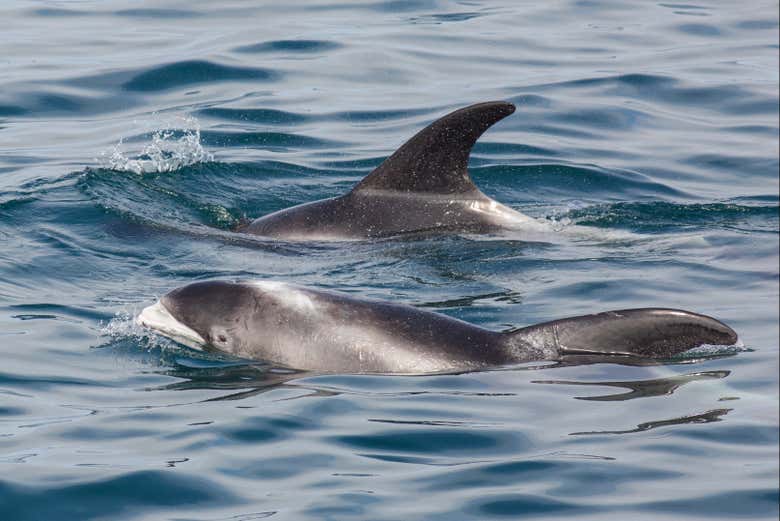 Dauphins en train de nager