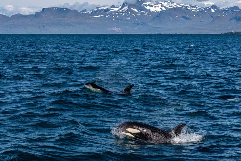 Contemplez la faune aquatique de l'Islande