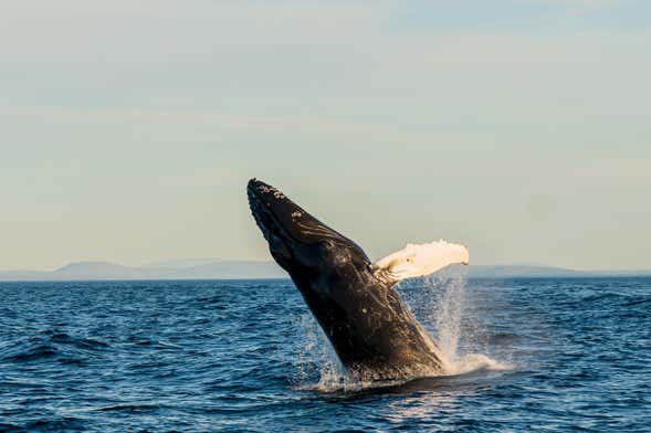 Avistamiento de ballenas en barco ecológico