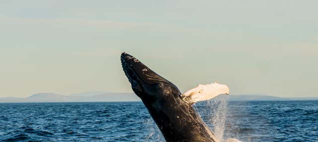 Avistamiento de ballenas en barco ecológico