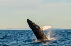 Avistamiento de ballenas en barco ecológico