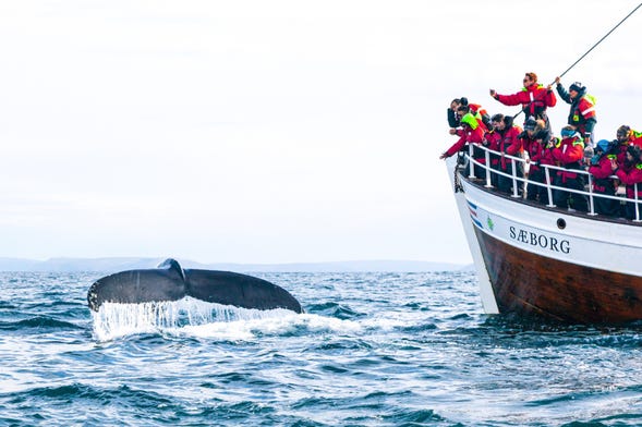 Avistamiento de ballenas y frailecillos