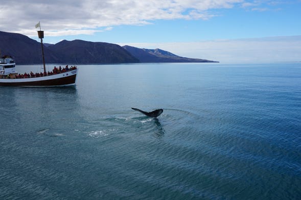 Avistamiento de ballenas en Húsavík