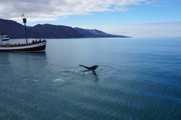 Avvistamento di balene a Húsavík