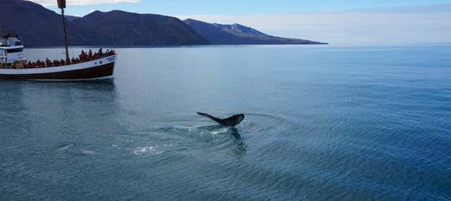 Avistamento de baleias em Húsavík