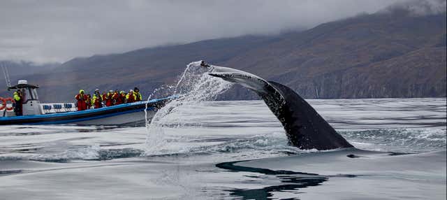 Whale Watching by Speedboat
