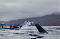Whale Watching by Speedboat
