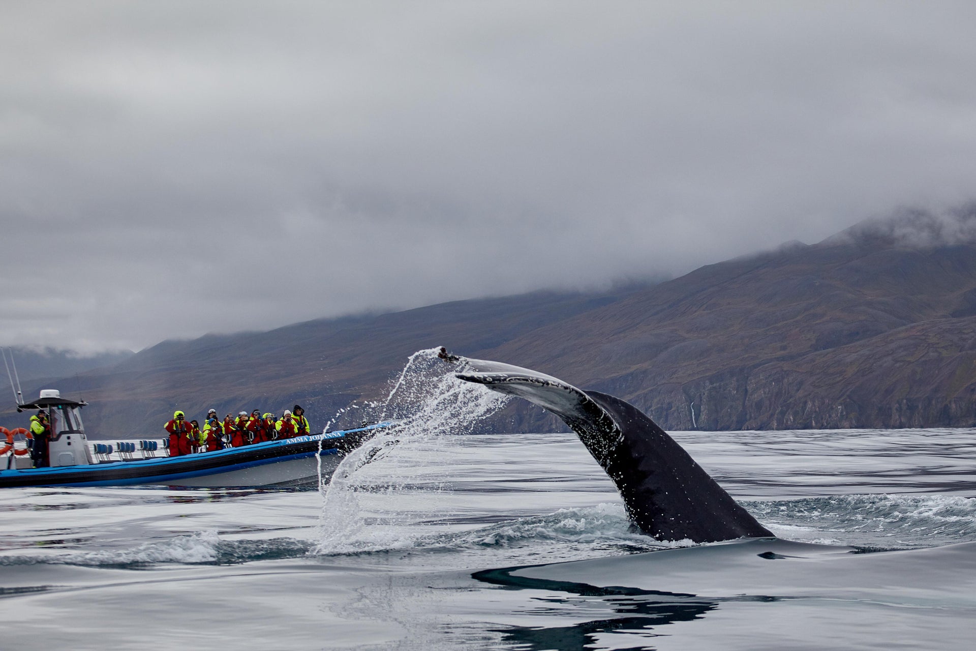 Avvistamento di balene in motoscafo