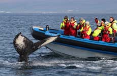 Avistamiento de ballenas y frailecillos en lancha rápida