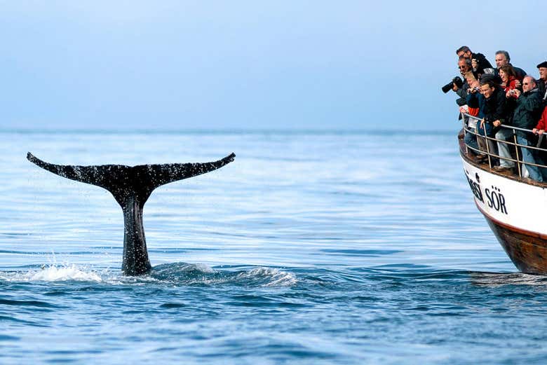 Avistamiento de ballenas