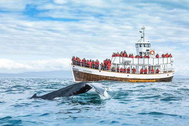 Humpback whale diving close to electric Andvari