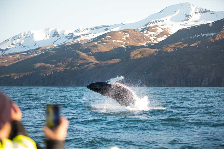 Fotografiando a las ballenas