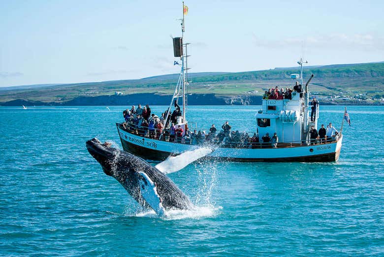 Baleia a saltar à frente do barco de avistamento