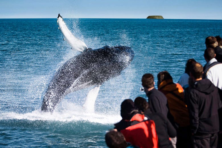Une baleine sautant près de ses observateurs