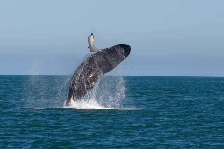 Avistamento de baleia