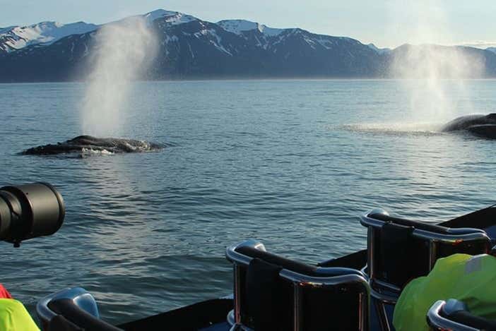 Baleines à Húsavík