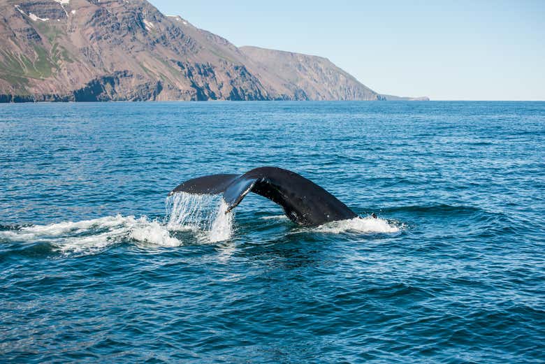 Observation des baleines