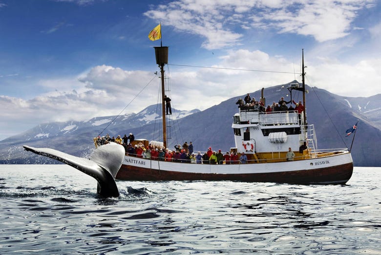 Bateau d’observation des baleines à Húsavík