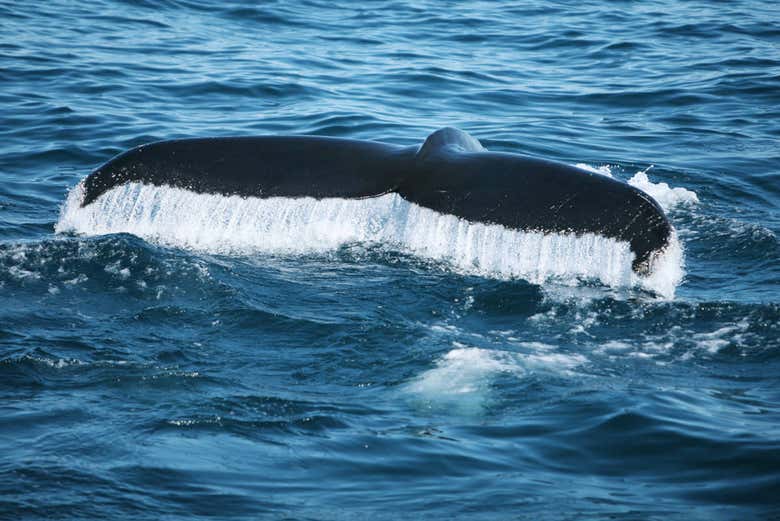 Cola de ballena