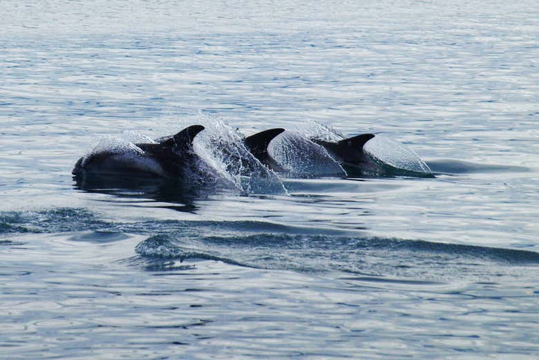Golfinho-focinho-branco