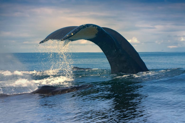 Una ballena nadando