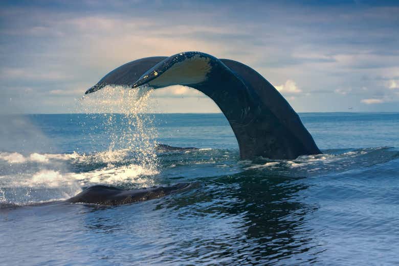 Spotting a whale off the coast of Husavik