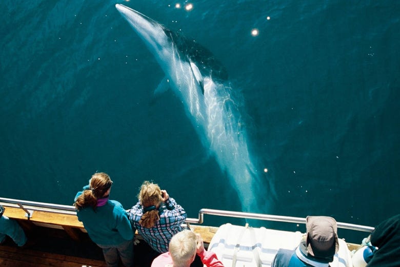 Pessoas observando uma baleia