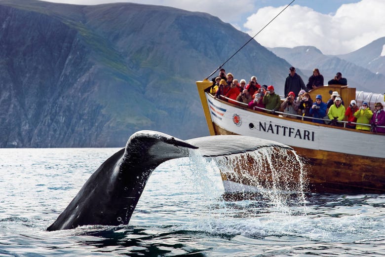 Group admiring a whale