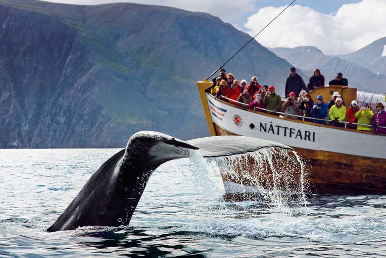 Contemplando una balena