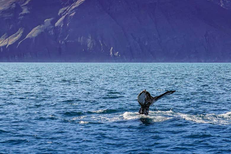 Panorámica de una ballena