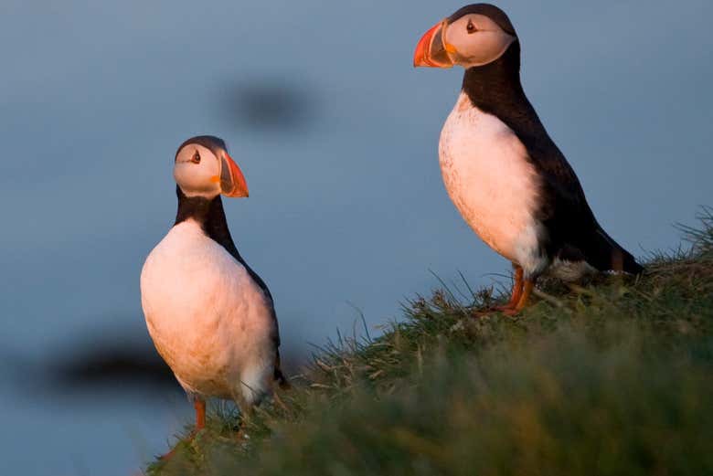 Um casal de papagaios-do-mar