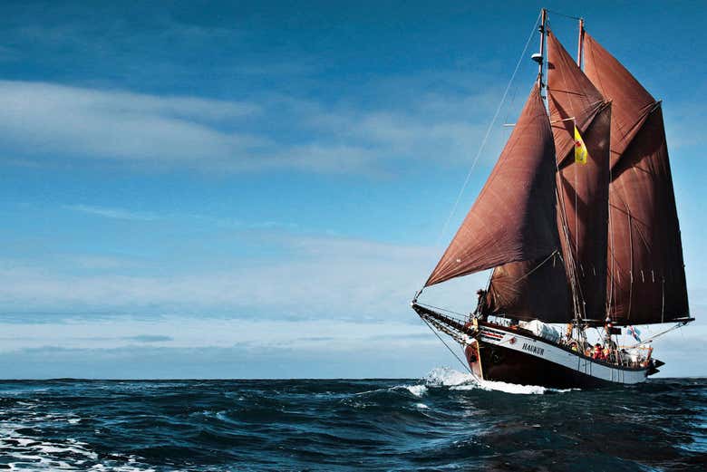 Passeio de escuna por Húsavík