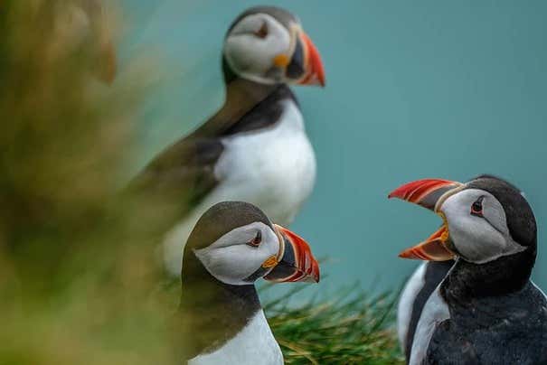 Frailecillos en Islandia