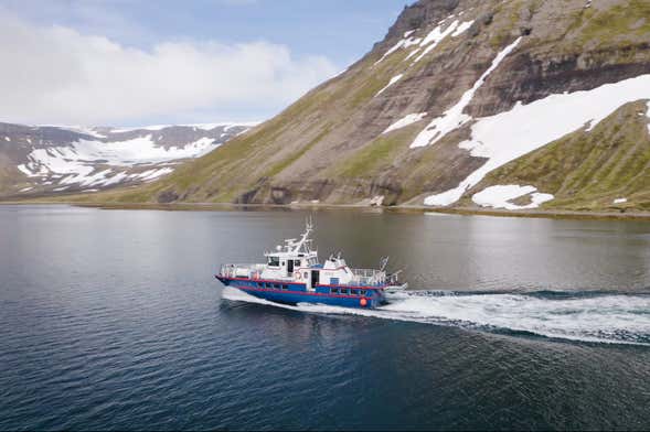 Avistamiento de ballenas en Isafjordur