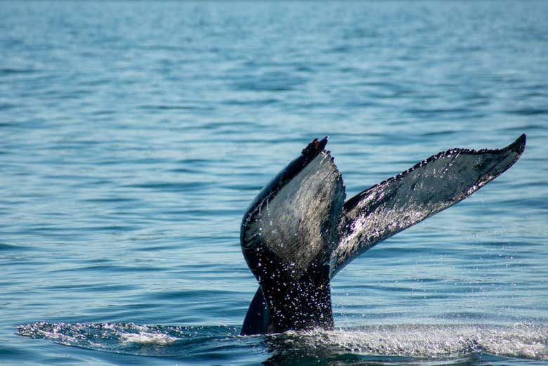 Saludando a los habitantes de la bahía