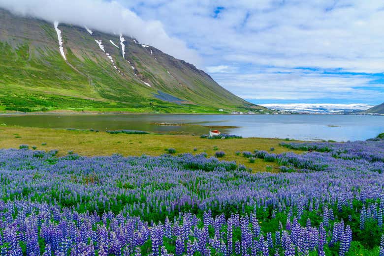 Isafjordur Bay