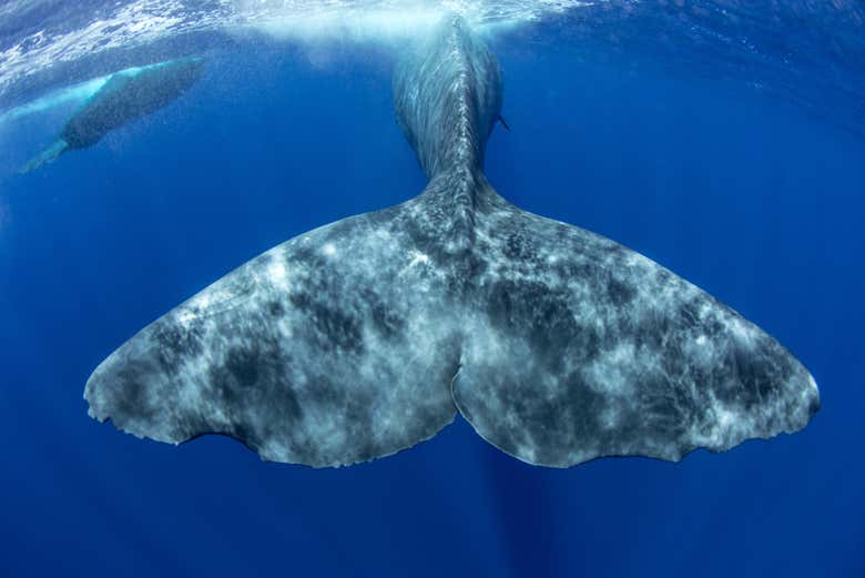 ¡Será una experiencia única!