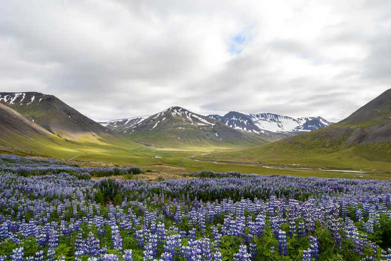 Los paisajes de los Westfjords
