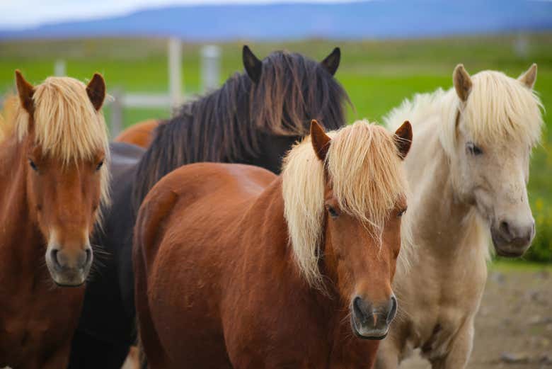 Grupo de caballos islandeses 