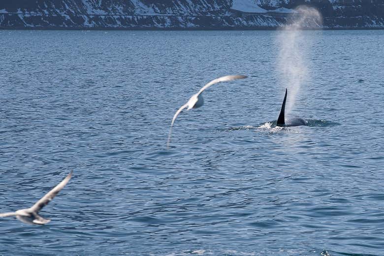 We'll see whales and much more wildlife
